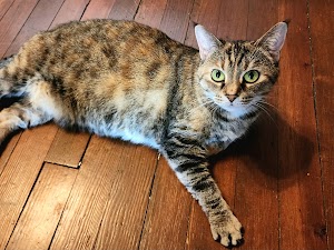 The Nashville Cat Sitters place picture